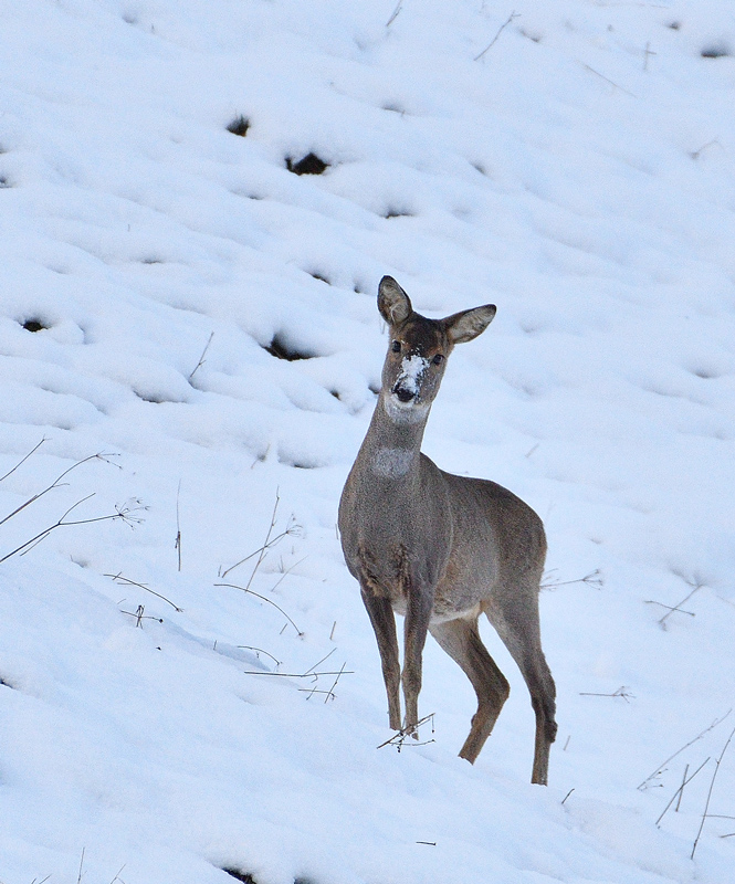 DSC_7050.jpg