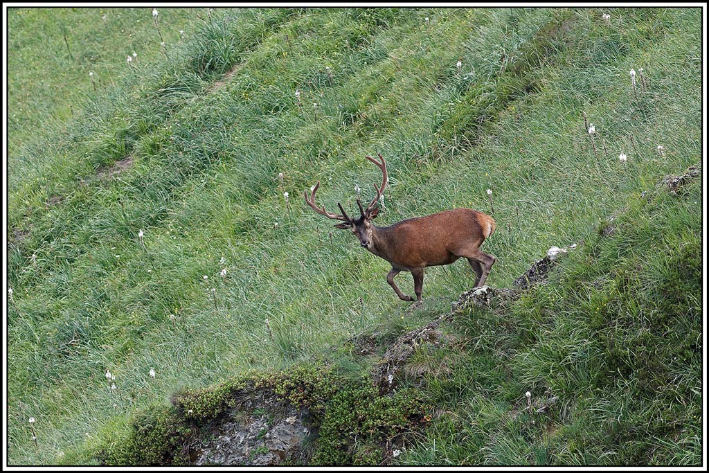 cerf(5692).jpg