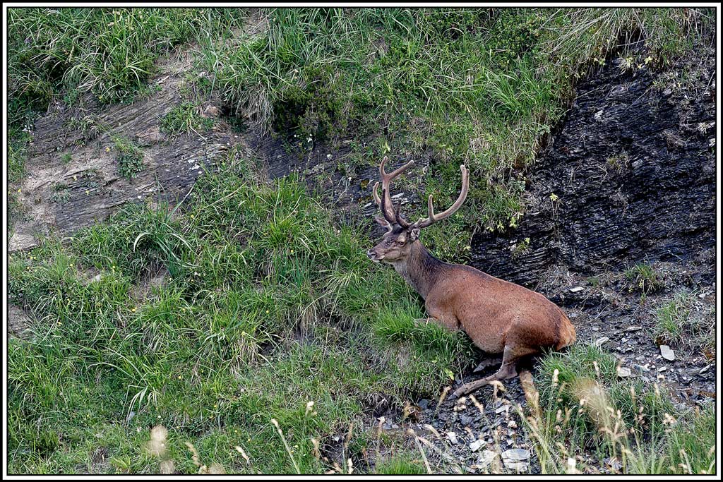 cerf(5668).jpg