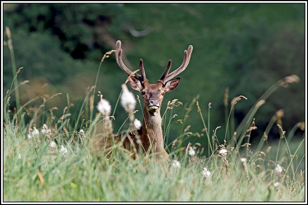 cerf(5672).jpg