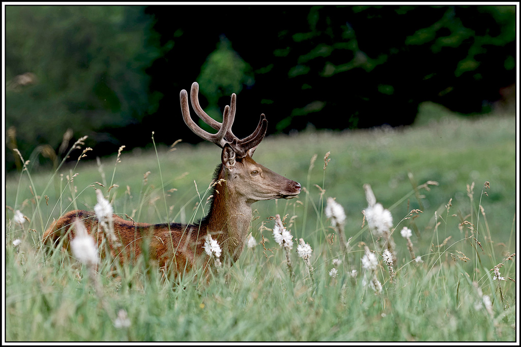 cerf(5676).jpg