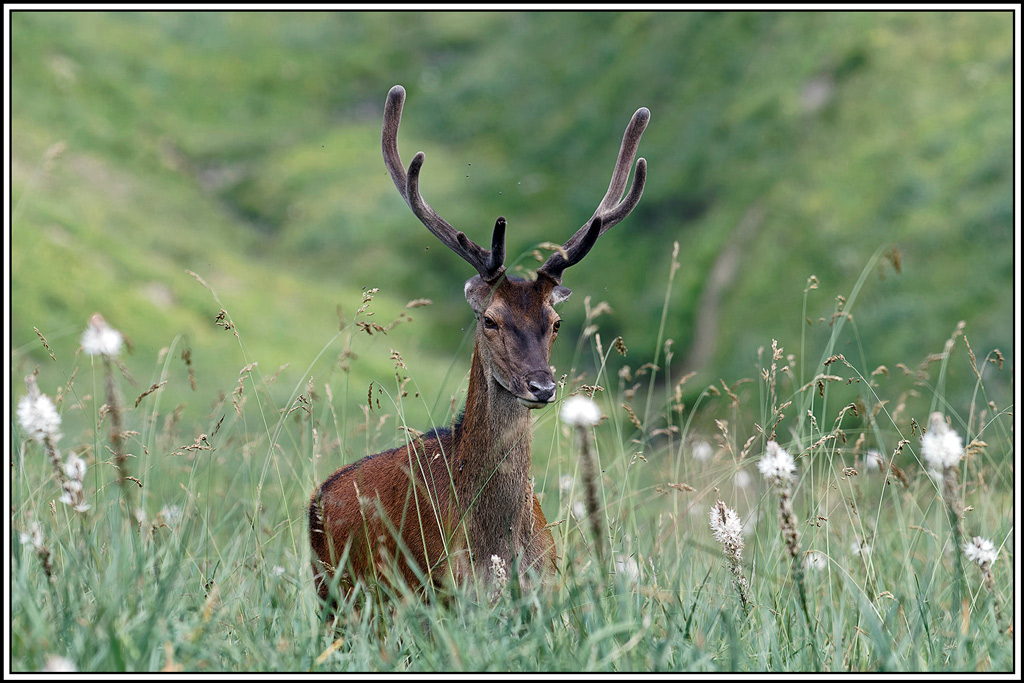 cerf(5686).jpg