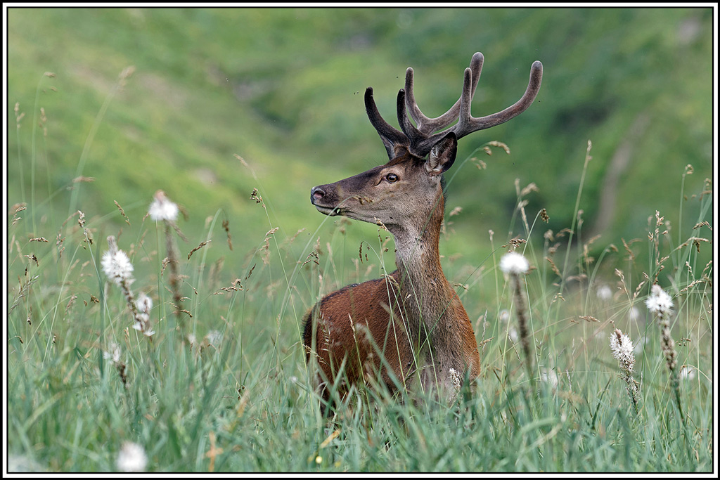 cerf(5688).jpg