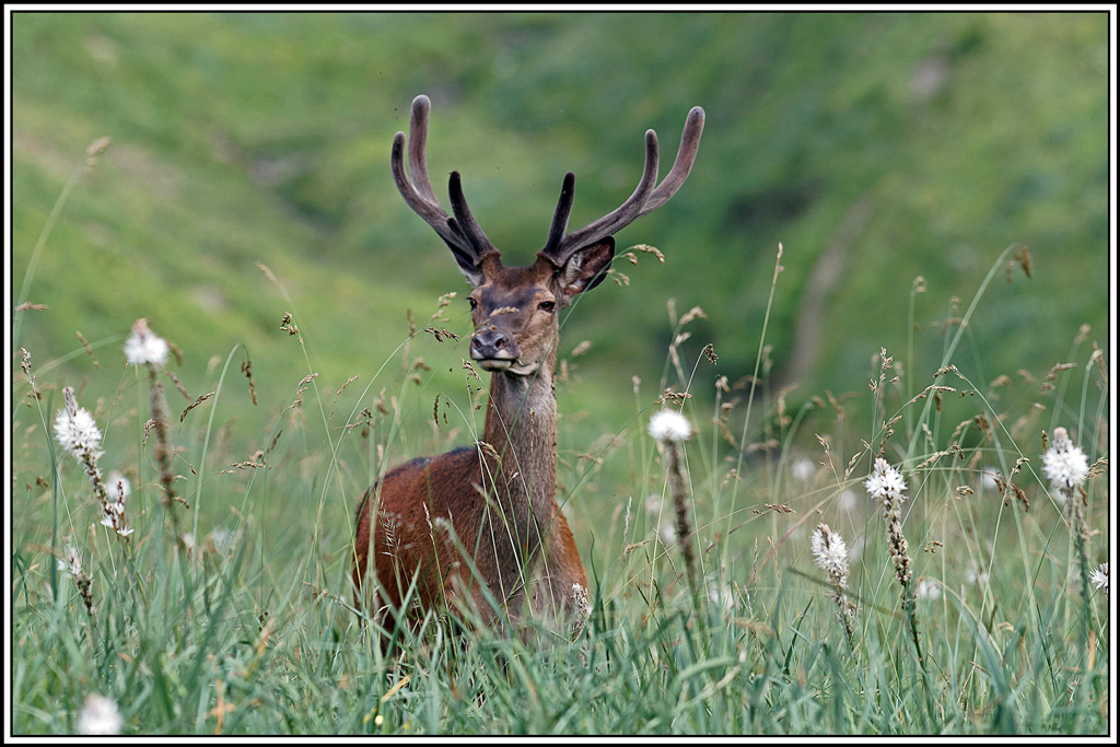 cerf(5689).jpg