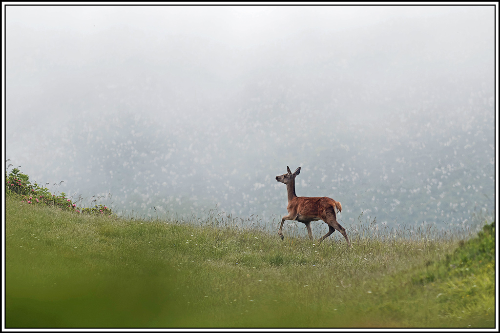 cerf(5664).jpg