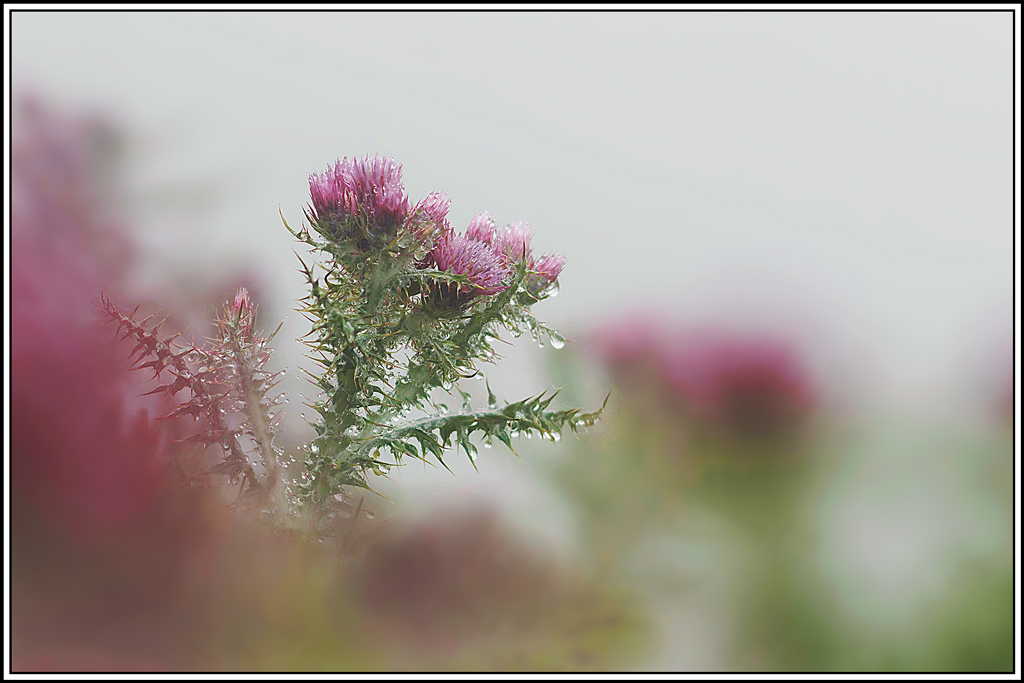 flore(1178)(Carduus_carlinoides)(1).jpg