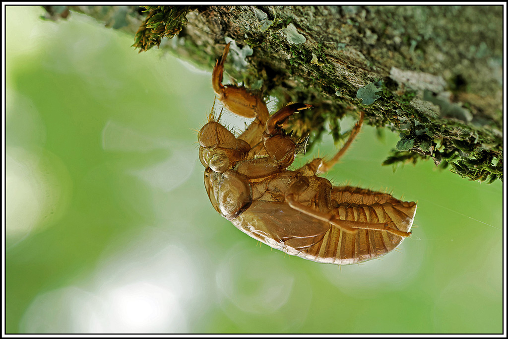 Exuvie_de_cigale(3).jpg