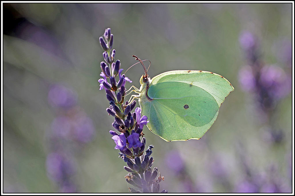 Citron_de_Provence(Gonepteryx_cleopatra)(6).jpg