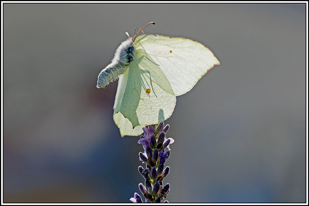 Citron_de_Provence(Gonepteryx_cleopatra)(8).jpg