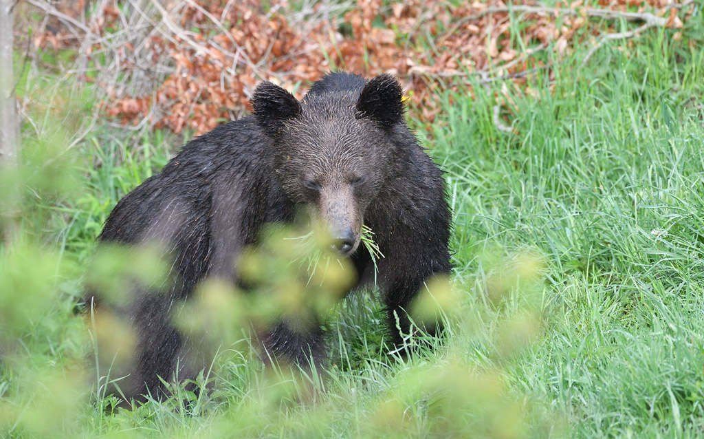 DS5_8208.jpg