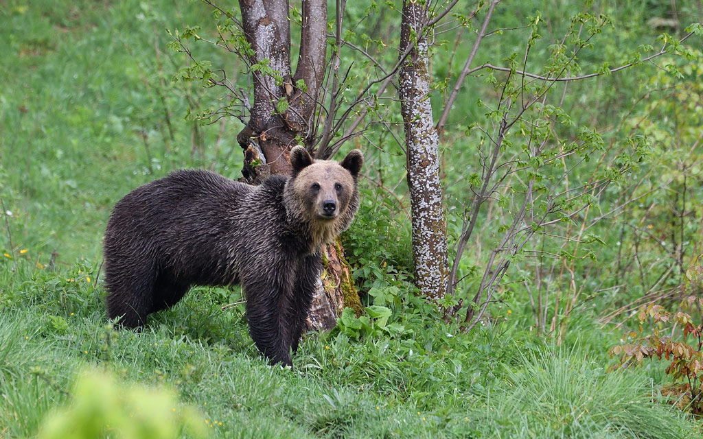 DS5_8229.jpg