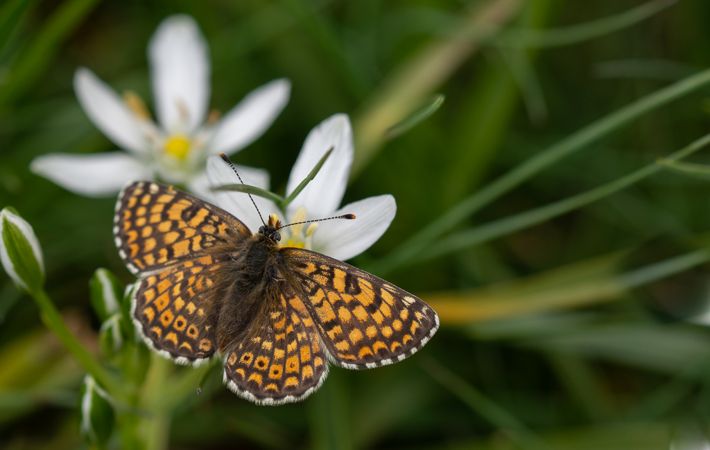 papillon (2).jpg