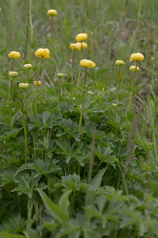 37- Trollius europeanus -  trolle d'Europe.jpg
