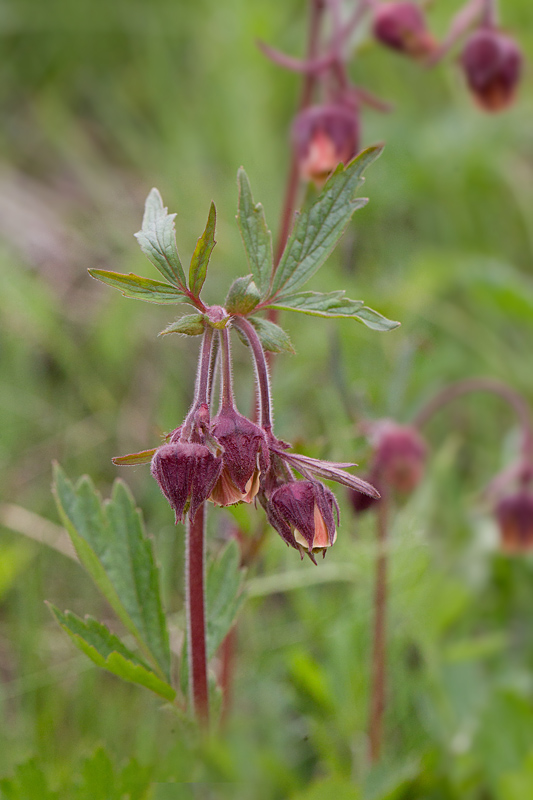 38-Geum rivale - Benoite des ruisseaux.jpg