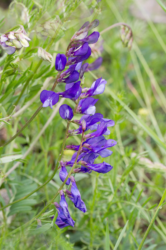 39- Vicia onobrychioides - vesce faux sainfoin.jpg