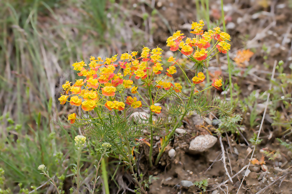 40- Euphorbia cyparissias - Euphorbe faux cyprès.jpg