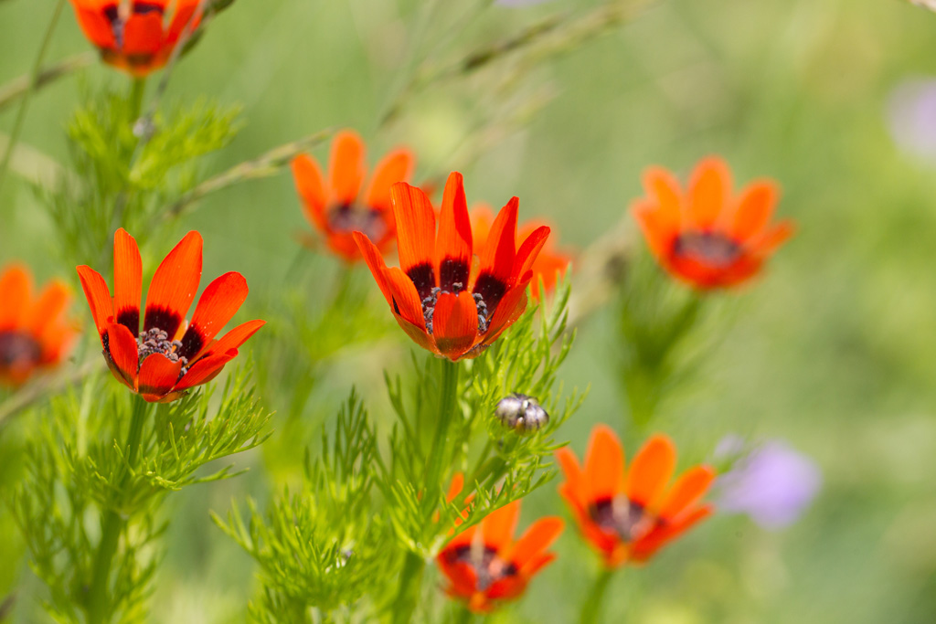41- Adonis flammea - adonis flammé.jpg