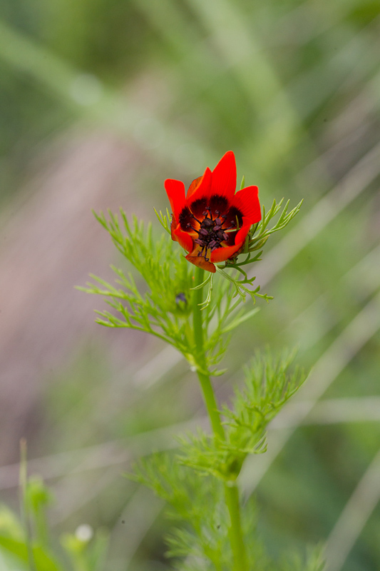 42-Adonis flammea - adonis flammé détail.jpg