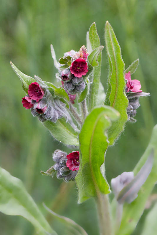 43- Cynoglossum officinale - Cynoglosse officinale.jpg