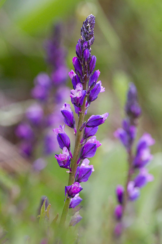 44- Polygala alpina - polygale desAlpes..jpg