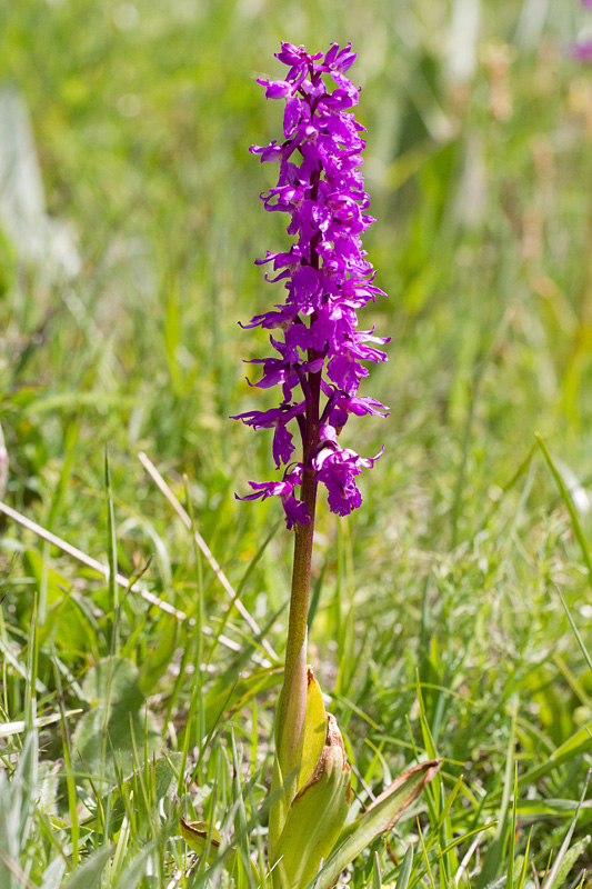 45- Orchis mascula subsp Mascula - Orhis mâle.jpg