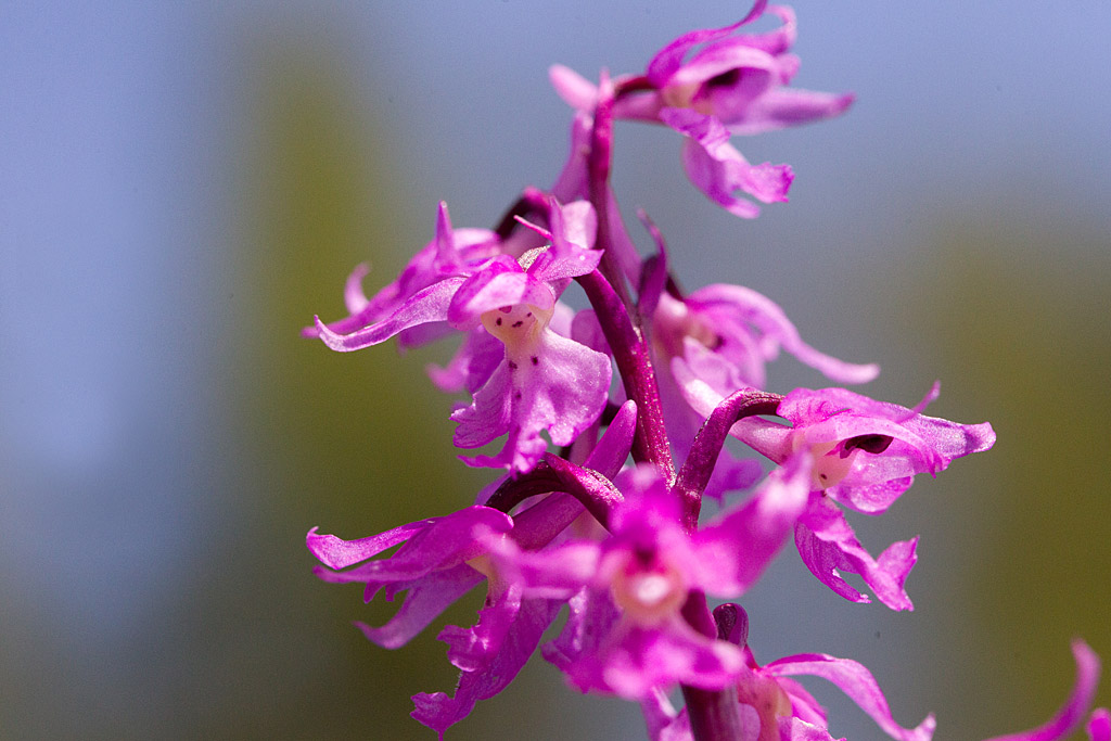 46- Orchis mascula subsp Mascula - Orhis mâle détail.jpg