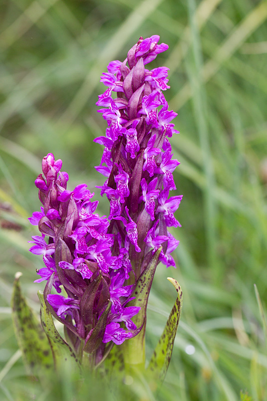 48- Dactylorhiza cruenta - orchis rouge sang détail.jpg