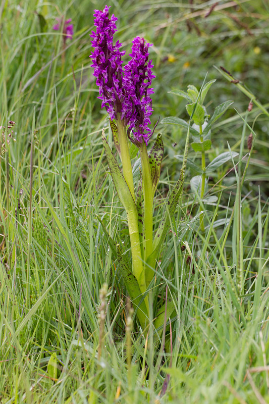 47- Dactylorhiza cruenta - orchis rouge sang.jpg