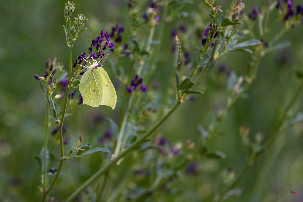 Citron (Gonopterix rhamni)-22.jpg