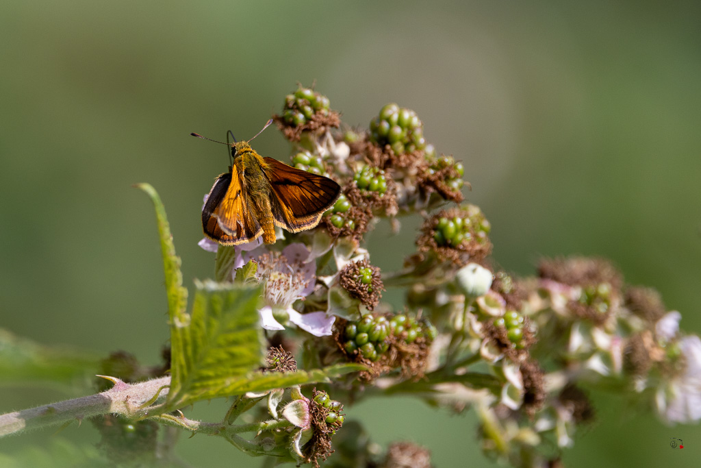 Sylvaine (Ochlodes venatus)-1.jpg