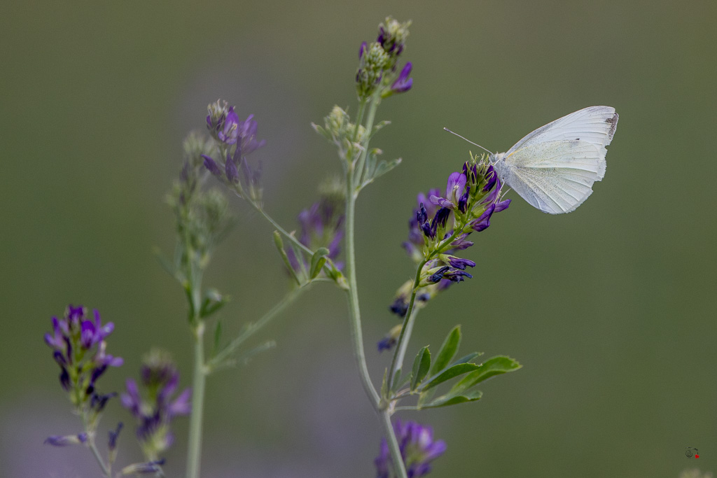 Piéride de la rave (Pieris rapae)-1.jpg