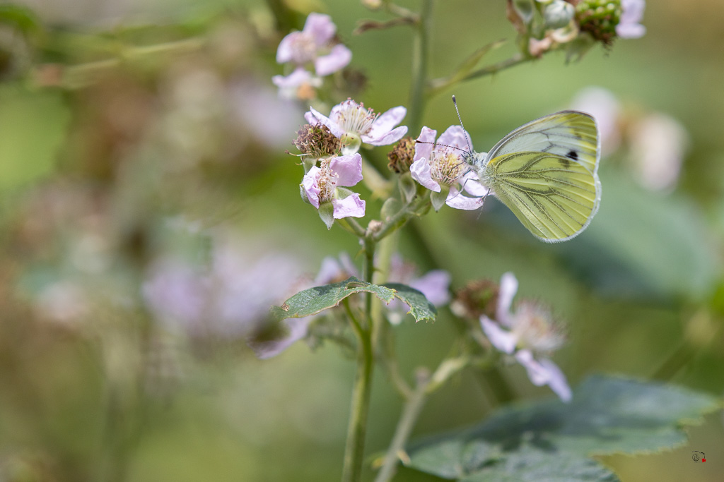 Piéride du Navet (Pieris napi)-10.jpg