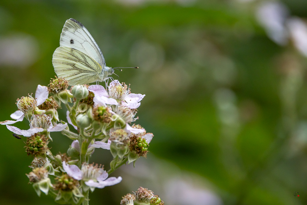 Piéride du Navet (Pieris napi)-18.jpg