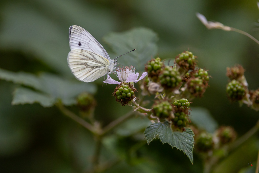 Piéride du Navet (Pieris napi)-23.jpg