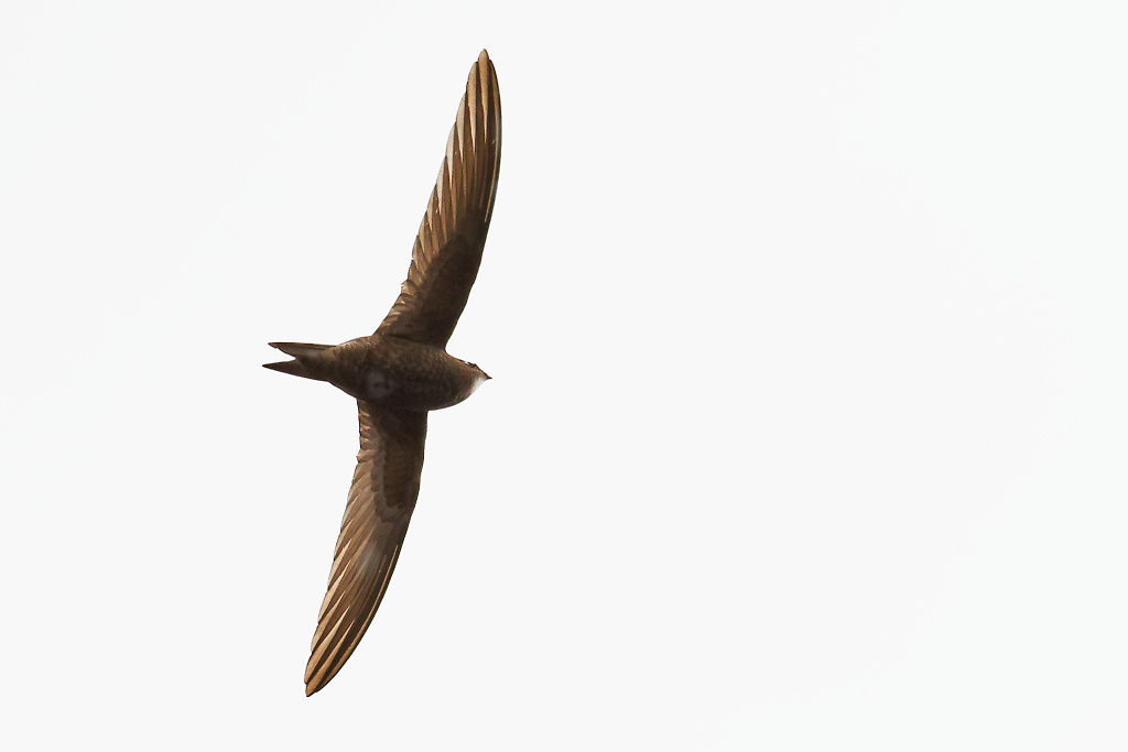 _DSC3315_DxO.jpg