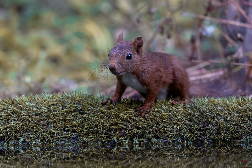 Ecureuil roux (Sciurus vulgaris) Red squirel-584.jpg