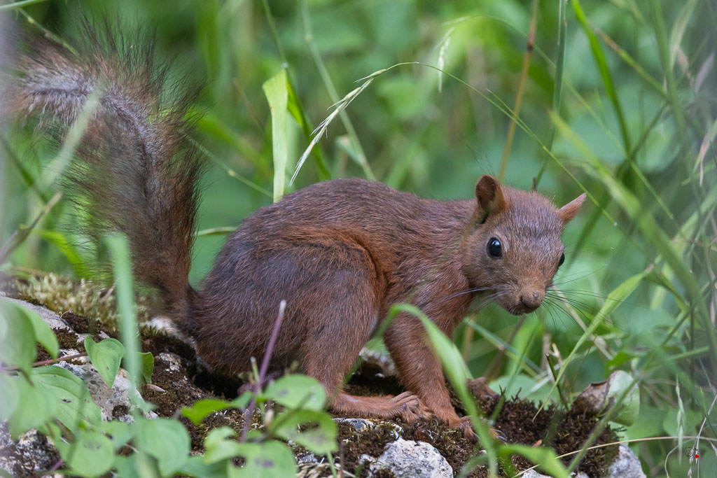 Ecureuil roux (Sciurus vulgaris) Red squirel-587.jpg