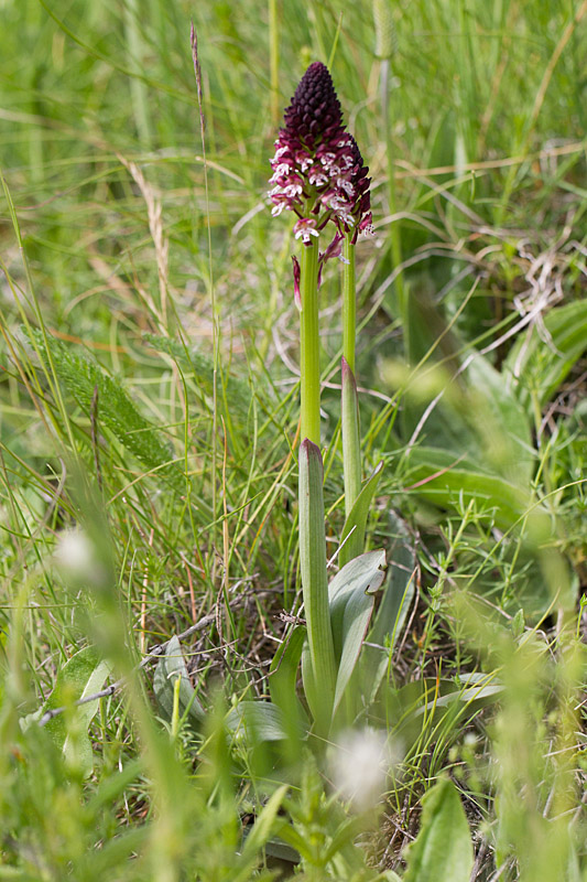 49- Neotinea ustulata - orchis brûlé 1.jpg