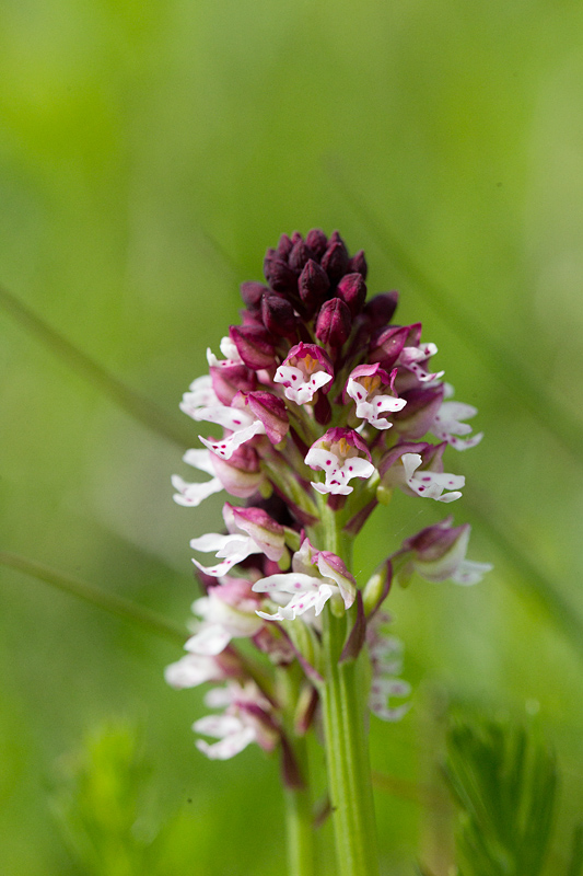 50- Neotinea ustulata - orchis brûlé 2.jpg