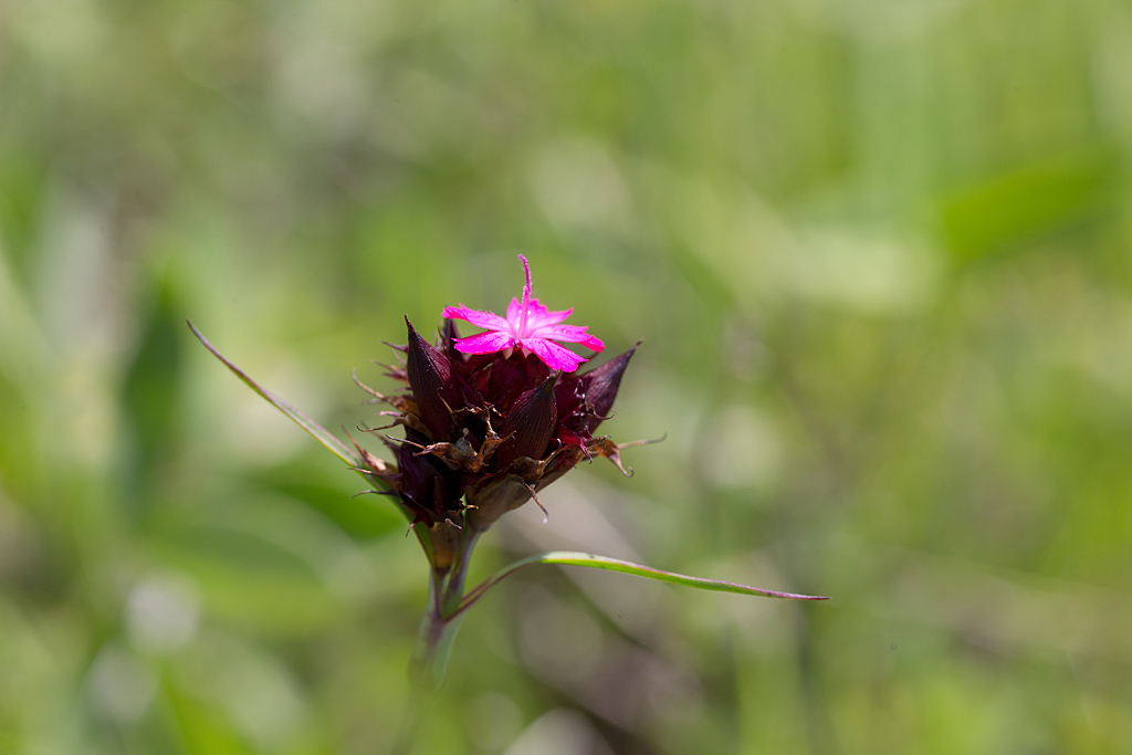 51- Dianthus carthusianorum - Oeillet des chârtreux.jpg