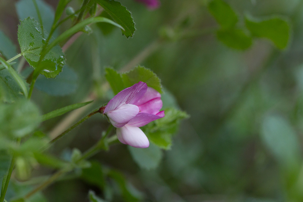 52- Ononis repens - Bugrane rampante..jpg