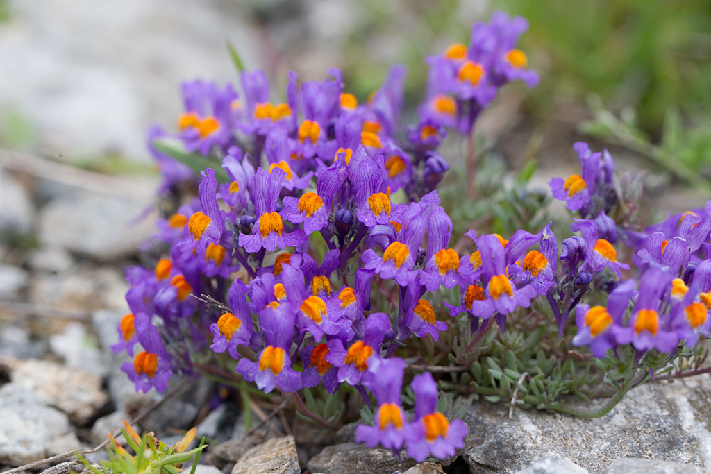 53- Linaria alpina - linaire des Alpes.jpg
