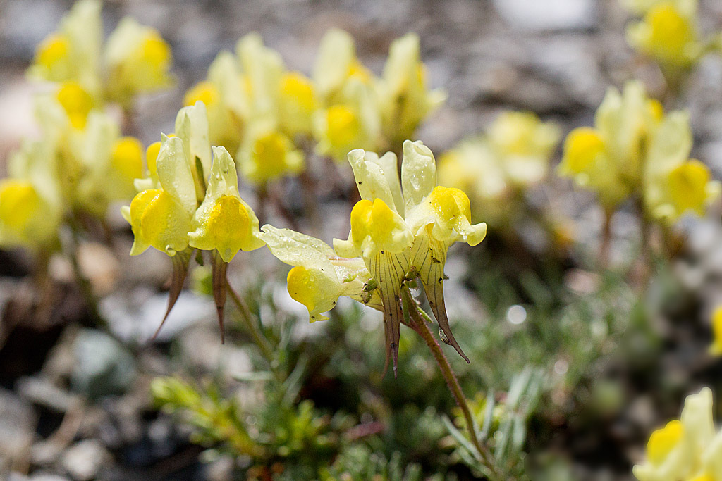 54-Linaria supina - Linaire couchée..jpg