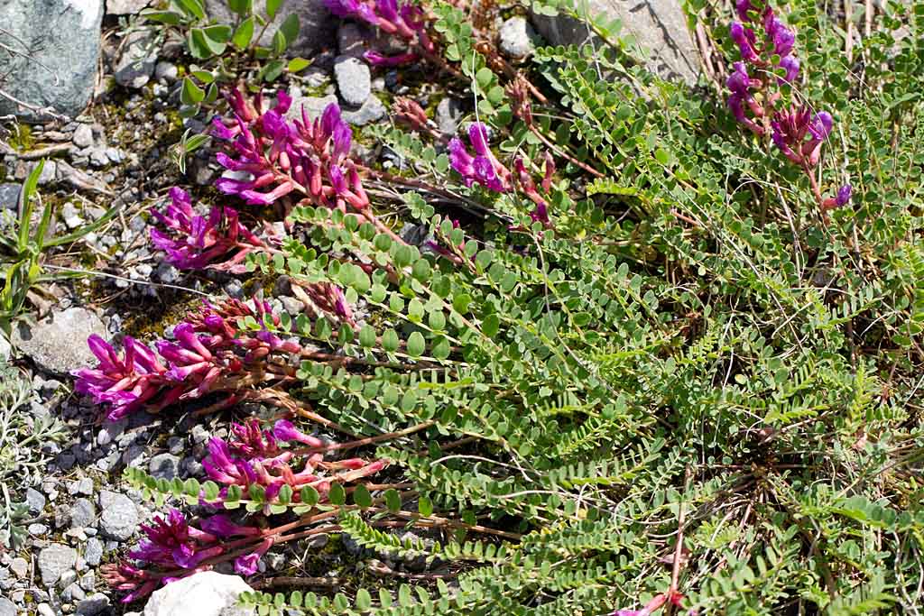 55- Astragalus monspessulanus astragale de Montpellier.jpg