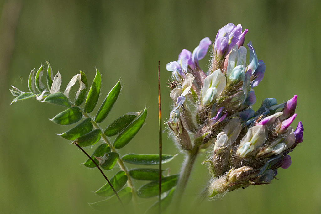 57- Oxytropis xerophila  oxytropis soyeux  1.jpg
