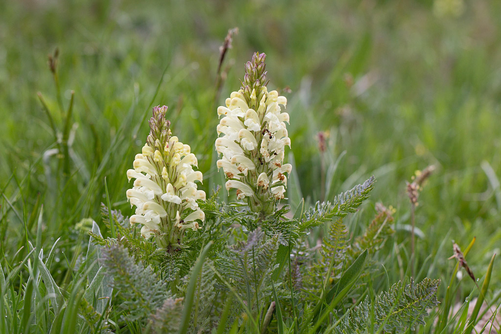 58- Pedicularis comosa - pédiculaire à toupet.jpg
