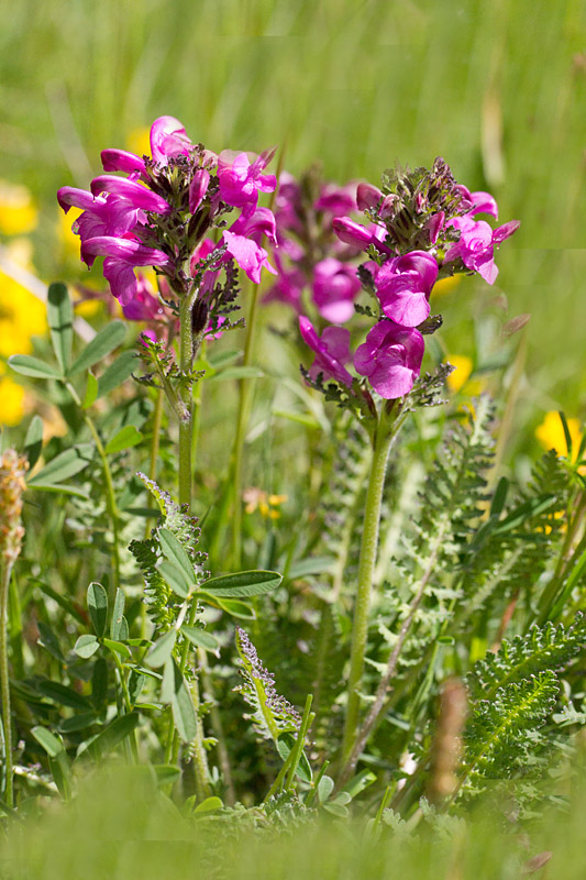 59- Pedicularis gyroflexa - pédiculaire arqué 1.jpg
