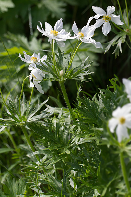 60- Anemone narcissiflora - anémone à fleurs de narcisse.jpg