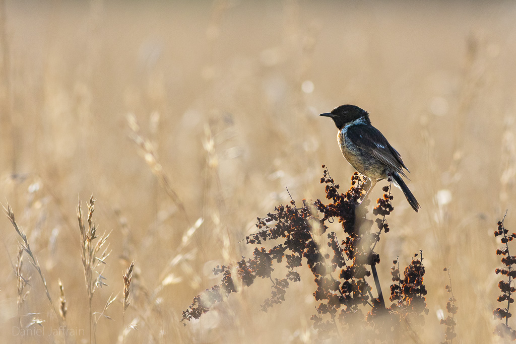 Image et Nature-1-43.jpg