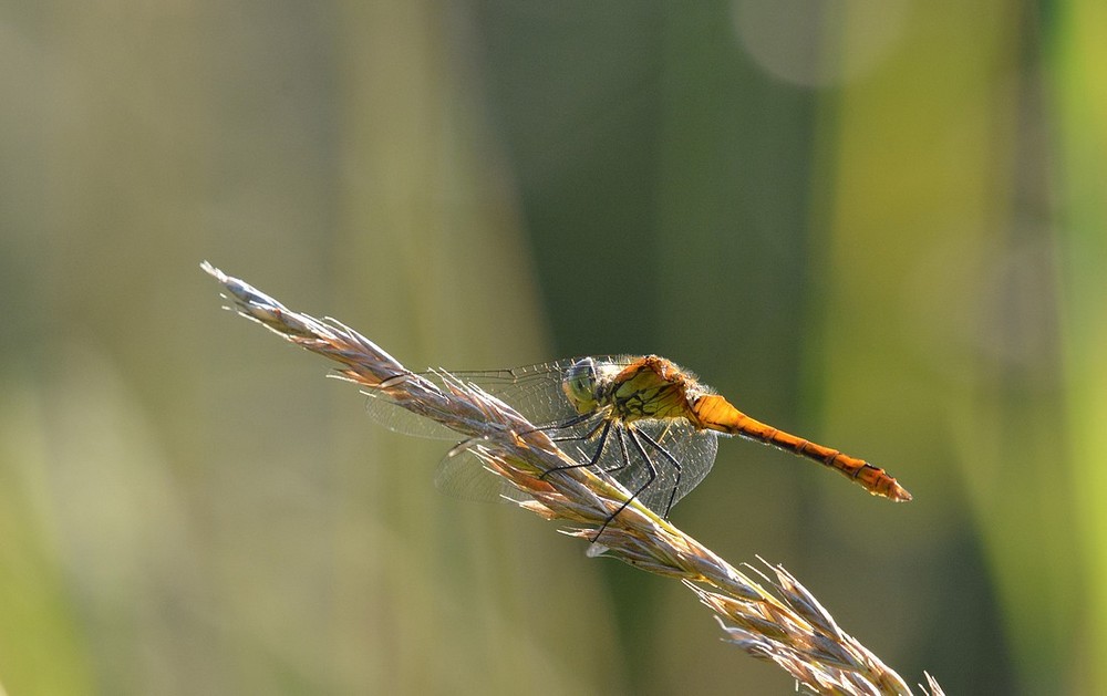 DSC_6610.JPG